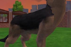 German Shepherd