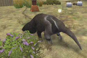 Giant Anteater II