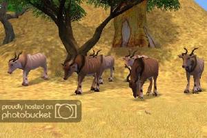 Giant Eland