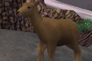 Goral