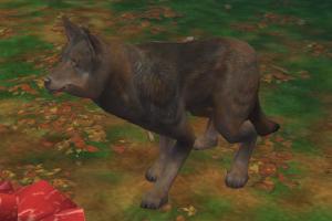 Iberian Wolf