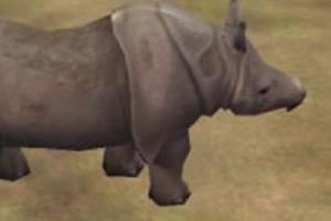 Indian Rhinoceros I