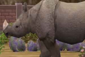 Indian Rhinoceros II