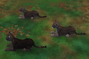 Iriomote Cat