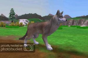 Italian Wolf