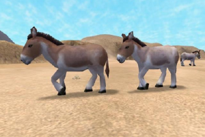 Kiang
