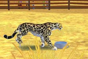 King Cheetah