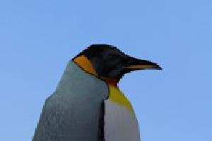 King Penguin