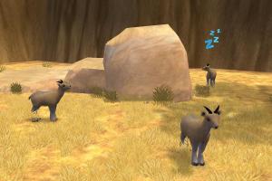 Klipspringer