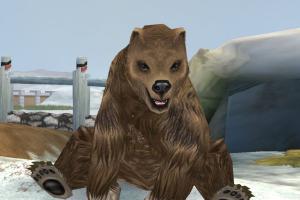 Kodiak Bear