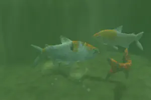 Koi Carp