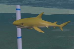 Lemon Shark