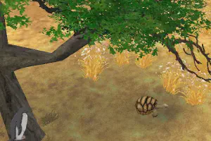 Leopard Tortoise