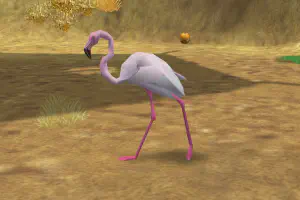 Lesser Flamingo