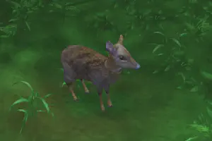 Lesser Mouse Deer