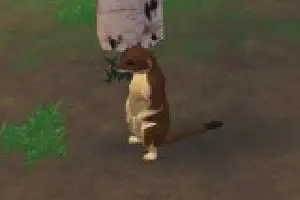 Long-Tailed Weasel