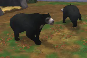 Malayan Sun Bear