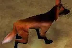 Maned Wolf