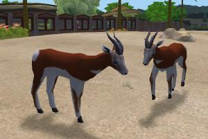 Mhorr Gazelle