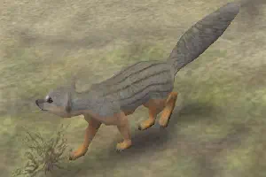 Narrow-Striped Mongoose