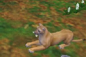 North American Cougar