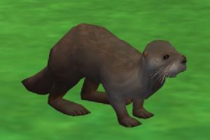 Northern River Otter