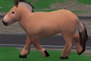Norwegian Fjord Pony