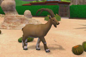 Nubian Ibex