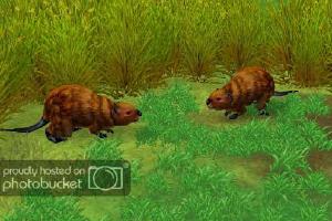 Nutria
