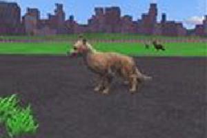 Pampas Fox