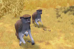 Patas Monkey