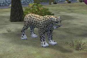 Persian Leopard