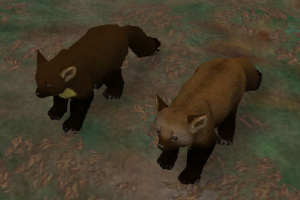 Pine Marten