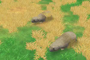 Prairie Dog