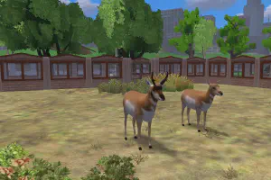 Pronghorn
