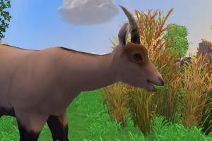 Pygmy Goat