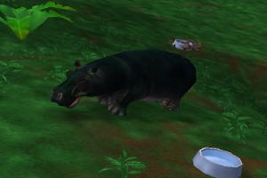 Pygmy Hippo