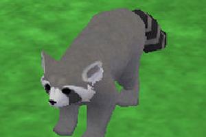 Raccoon