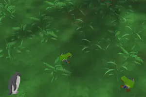 Red Eyed Tree Frog