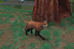 Red Fox II