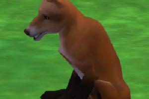 Red Fox III