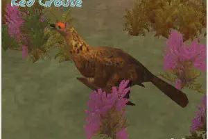 Red Grouse