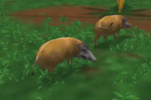 Red River Hog