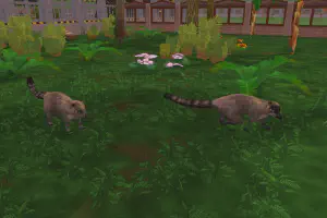 Ring-Tailed Coati