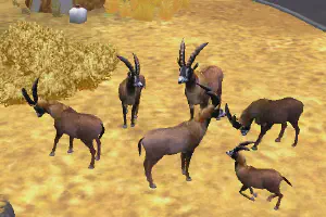 Roan Antelope
