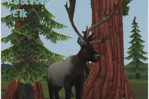 Roosevelt Elk