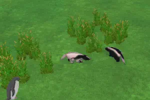 Skunk