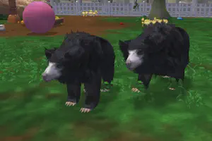 Sloth Bear II