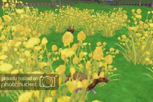 Spanish Broom Hare