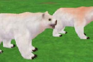 Spirit Bear